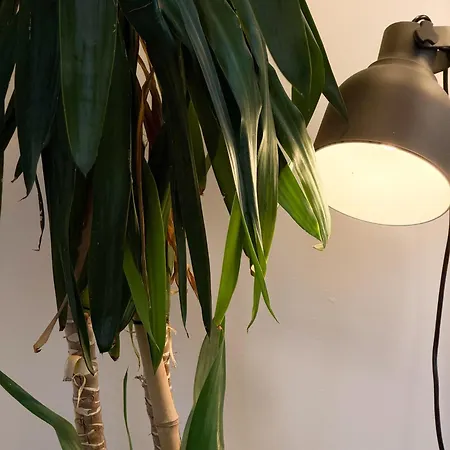 Cocon Exotique A 아파트